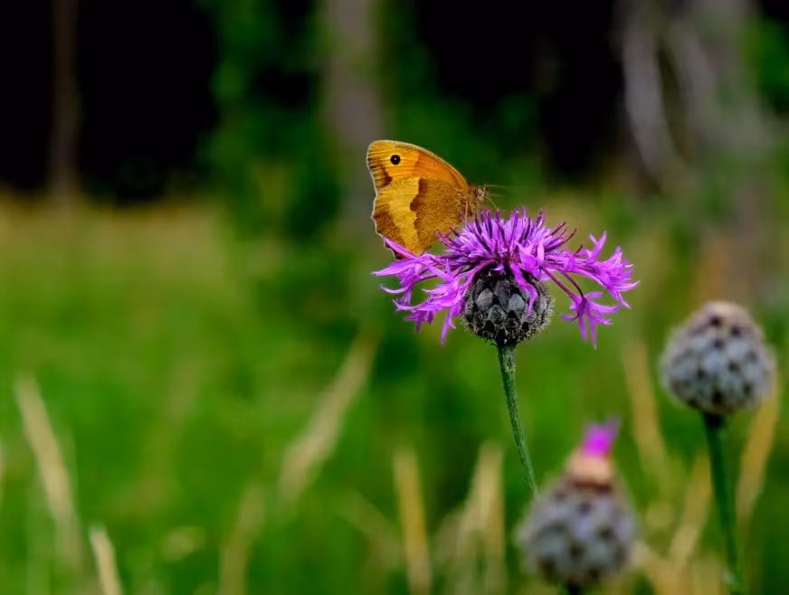 Reikischule Schwarzwald – Naturheilpraxis 5